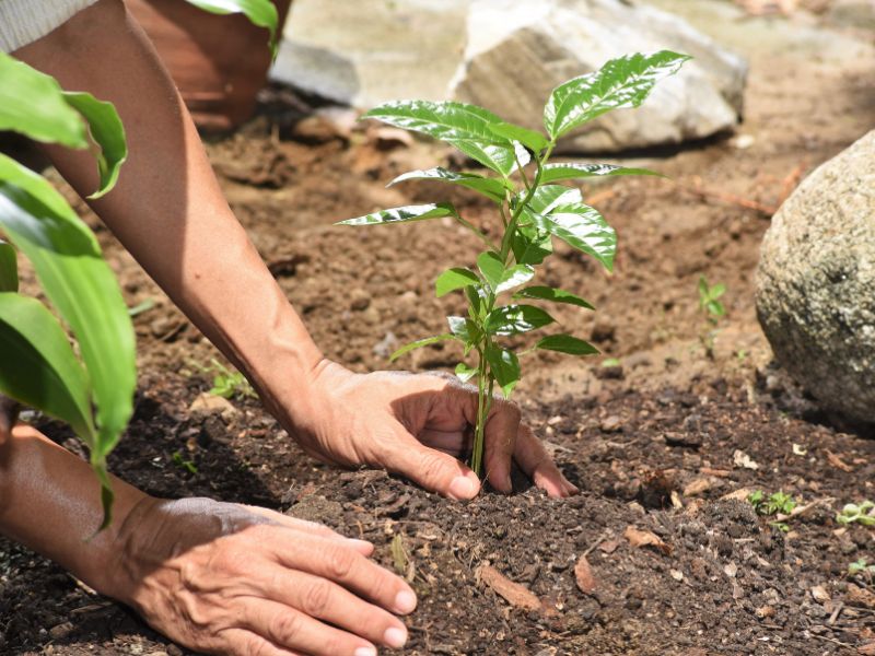 Termo de Compromisso de Recuperação Ambiental (TCRA): O Que É, Benefícios e Como Cumprir