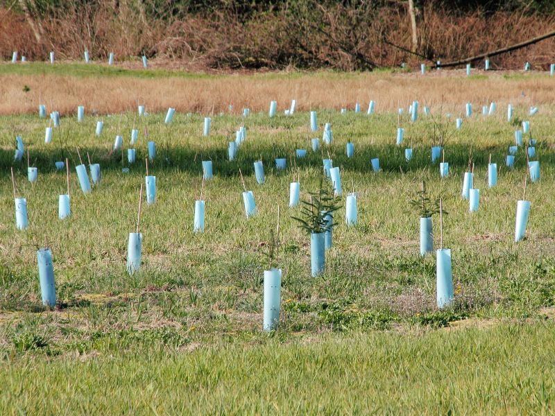 Tipos de Compensação Ambiental no Brasil: Entenda as Regras e Como Funcionam